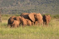 Elephants-at-sunset