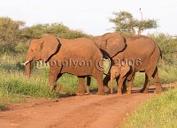 Elephants-crossing