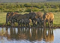 Elephants-drinking