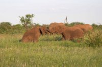 Elephants-fighting