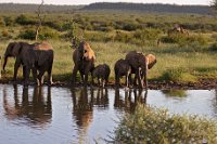 Elephants1