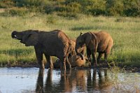 Elephants2