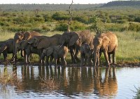 Elephants3