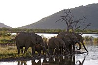 Elephants4