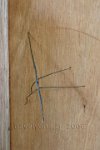 Flying-stick-insect