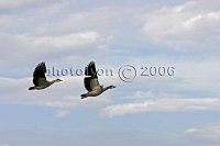 Geese