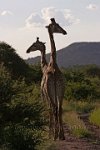 Giraffe-3