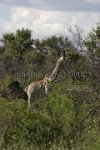 Giraffe1