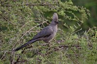 Gray-Lourie