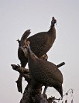 Helmeted-Guineafowl