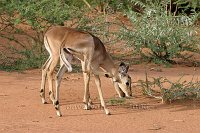Impala1