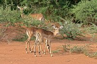 Impala2