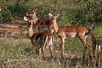 Impala3