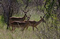 Impala4