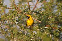 Lesser-Masked-Weaver