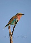 Lilac-Breasted-Roller