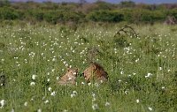 Lions1