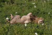 Lions2