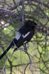 Magpie-Shrike