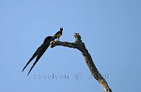 Pin-tailed-Whydah