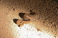Puff-Adder