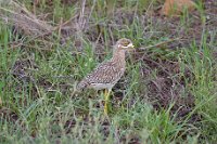 Spotted-Thick-Knee-(Dikkop)