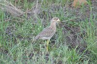 Spotted-Thick-knee-or-Dikkop
