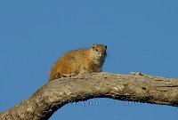 Squirells2