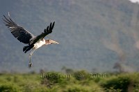 Stork-in-flight