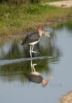 Stork