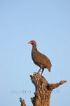 Swainson's-spurfowl