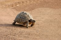 Tortoise