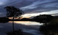 Tree-silouette