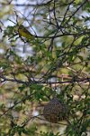 Weaver-&-nest