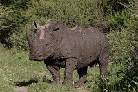 White-Rhino