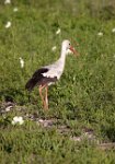 White-Stork