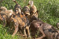 Wild-dog-kill