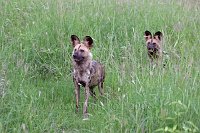 Wild-dogs1