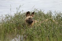 Wild-dogs2-2