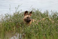 Wild-dogs2