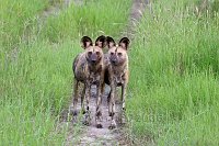 Wild-dogs3