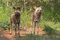 Wild-dogs4