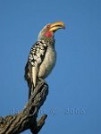 Yellow-Hornbill