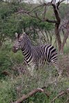 Zebra1