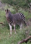 Zebra2