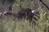 Zebra3