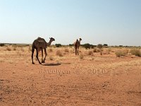 Sudan-Musawwarat-camels-2