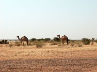 Sudan-Musawwarat-camels-3