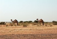 Sudan-Musawwarat-camels