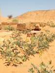 Sudan-pyramids-in-the-royal-city-flowers